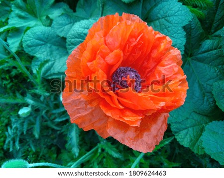 poppy flower on green background