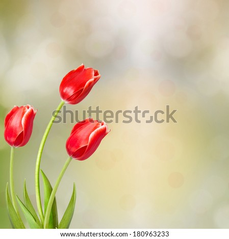 Bouquet of red tulips with green leaves on abstract background