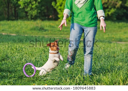 a dog plays puller on the grass. summer fun games of a Terrier with a toy. Jack Russell Terrier stands on the grass with a toy with his teeth. Jack Russell Terrier playing on the grass. 