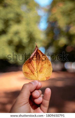 Beautiful autumn fall leaf with yellow orange red colours held by fingers