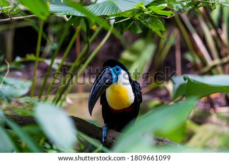 
Channel-billed toucan isolated on the tree branch.