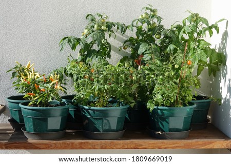 Growing vegetables on the balcony, chili peppers and tomatoes.