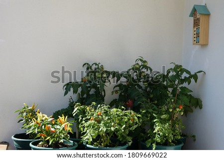 Growing vegetables on the balcony, chili peppers and tomatoes.