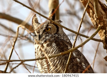 Great Horned Owl perched in winter tree