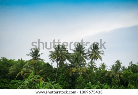Coconut palm trees and tropical farm.       
