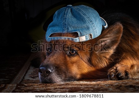 German shepherd dog portrait in a studio.