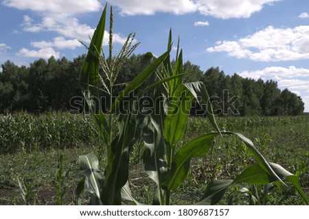 blooming corn patches, siberian field