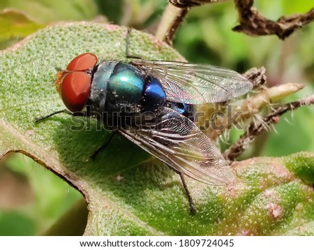 macro picture of fly insect on leaf