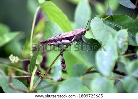 Beautiful picture of grass hopper and green leaf