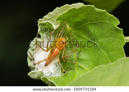 female lynx spider keeping its nest with eggs on leaf