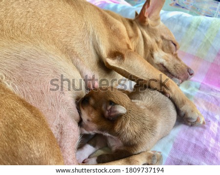 Chihuahua puppy puppies eat mother's milk. Puppy eating milk.