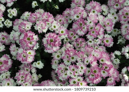 Photo Close-up of pink and white chrysanthemum flowers in a flower park. A bunch of white-pink lilac chrysanthemum flowers.