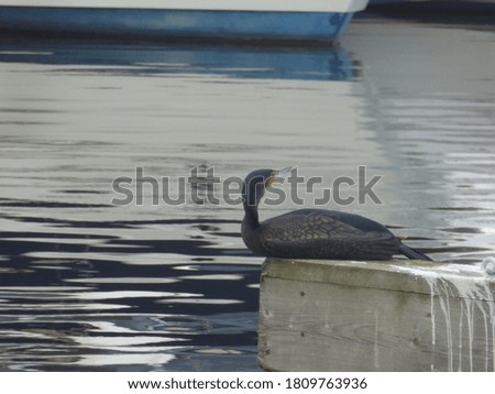 Cormorant sitting by the Norfolk broads 
