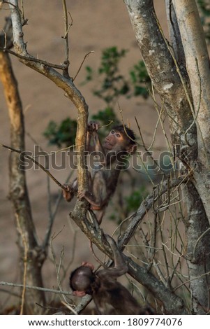 Baby baboon checking out and exploring it's surroundings