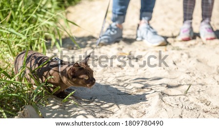 Burma cat with leash walking outside in summer, collared pet wandering outdoor adventure. Playful Burmese cat wearing harness and its owner on beach, young brown cat with leash plays on sand.
