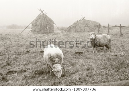 Sheep grazes on an autumn pasture in the fog. Photo in sepia tones. Stock background for design