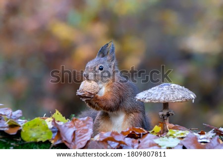 Cute hungry Red Squirrel (Sciurus vulgaris) eating a nut in an forest covered with colorful leaves and a mushroom. Autumn day in a deep forest in the Netherlands. Blurry yellow and brown background.