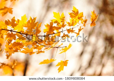Yellow maple leaves background, autumn park sunny day. Beautiful golden fall nature landscape. Selective focus.