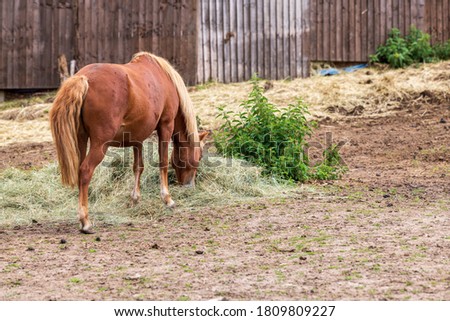 A beautiful brown horse grazes in a paddock full of wild flowers