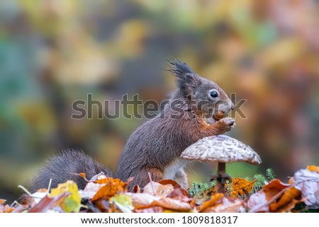 Cute hungry Red Squirrel (Sciurus vulgaris) eating a nut in a forest covered with colorful leaves and a mushroom. Autumn day in a deep forest in the Netherlands. Blurry yellow and brown background. Royalty-Free Stock Photo #1809818317