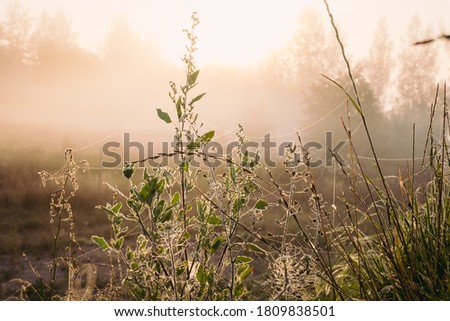 Silhouette grass flower and colorful sky on sinrise fog in the background