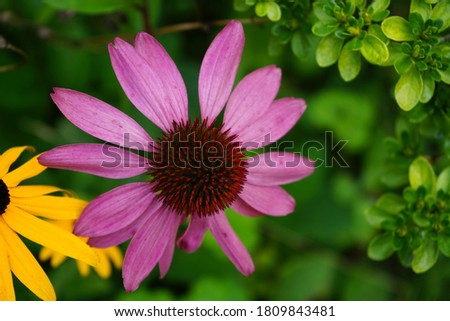
Echinacea a purple flower in the garden also a medicinal plant