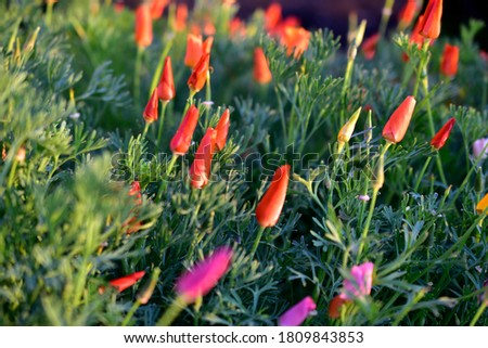 Closed flowers of Escholzia in the evening light