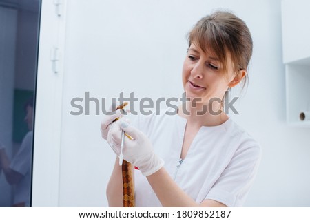 In a modern veterinary clinic, a yellow snake is examined. Veterinary clinic