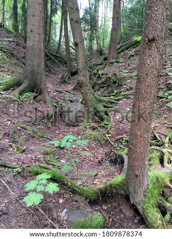 Mossy tree roots in the thicket