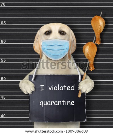 A dog in a protection mask was arrested. He has a sign around its neck that says I violated quarantine. Police lineup background.