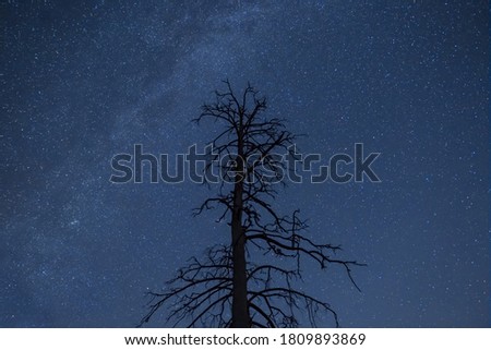 forest silhouette under starry sky with milky way, beautiful night outdoor background