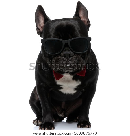 Tough French Bulldog wearing bowtie and sunglasses, looking forward on white studio background