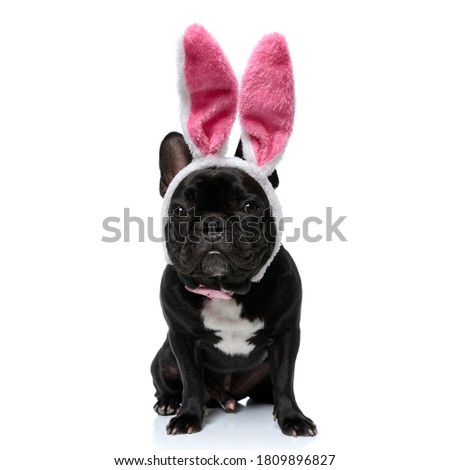 Funny French Bulldog puppy wearing rabbit ears, sitting on white studio background