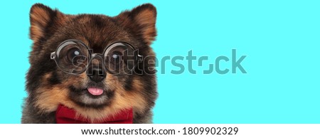 cute funny Pomeranian Spitz dog wearing a red bowtie with eyeglasses, sticking out tongue on blue background