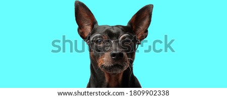 cute serious Pincher dog sitting with no occupation, wearing eyeglasses on blue background