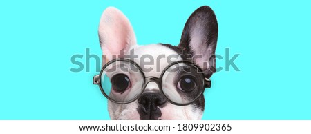 adorable French Bulldog dog wearing eyeglasses with half of face hidden on blue background