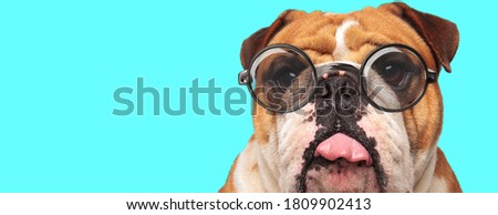 cute playful English Bulldog dog teasing, sticking out tongue and wearing eyeglasses on blue background