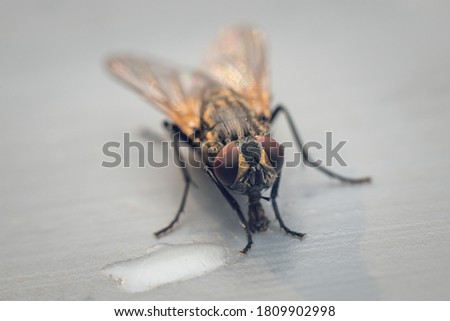 Housefly on a gray background close up.