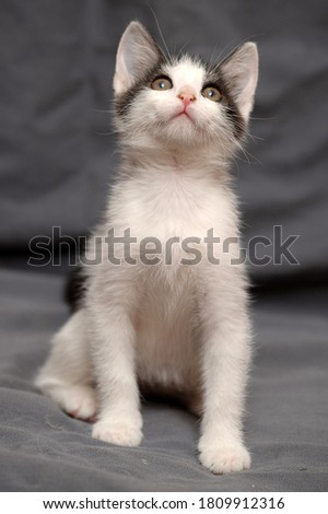 cute playful white with black kitten on a gray background