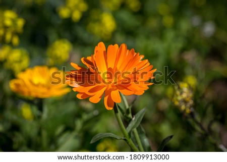 Vibrant orange pot marigold flowers, with a shallow depth of field