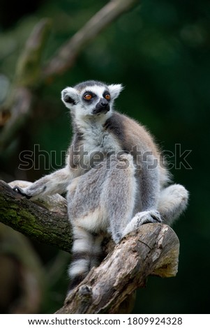 Portrait of ring-tailed lemurs, Lemur catta, sitting on branch. Cute primate with beautiful orange eyes, isolated on green background. Endangered animals. Wildlife scene with cute mammal.