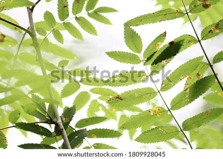 Green rowan leaves isolated on white background top view with copy space. Green foliage. Floral nature flat lay. Ecology, organic background. Stock photo.
