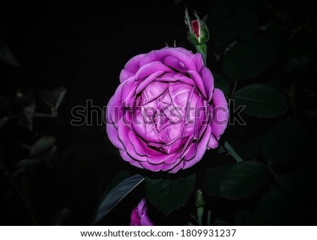 beatiful flower in the dark
