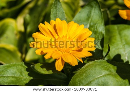 Calendula officinalis, the pot marigold