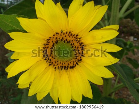 beautiful sunflowers. with yellow, black, orange and green colors