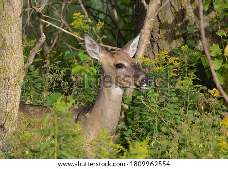 White Tailed Deer at edge of forest