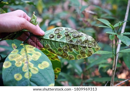 plant disease symptom on wild plant leaf Royalty-Free Stock Photo #1809969313