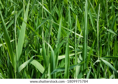 Grass in the summer field close-up. Side view. Flat lay. Grass stalks in diversity.
