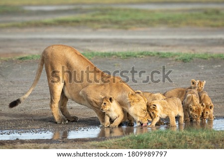 Lioness and her small lion cubs drinking water from a puddle in Ndutu in Tanzania