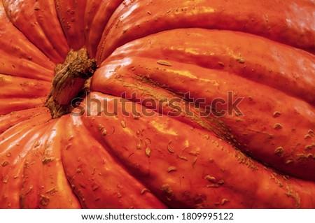 Closeup of large orange pumpkin gourd.